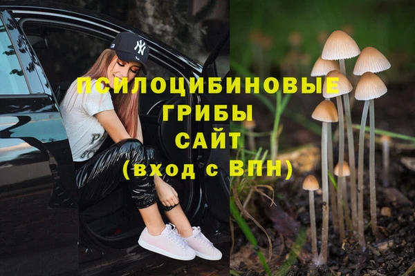 стафф Арсеньев